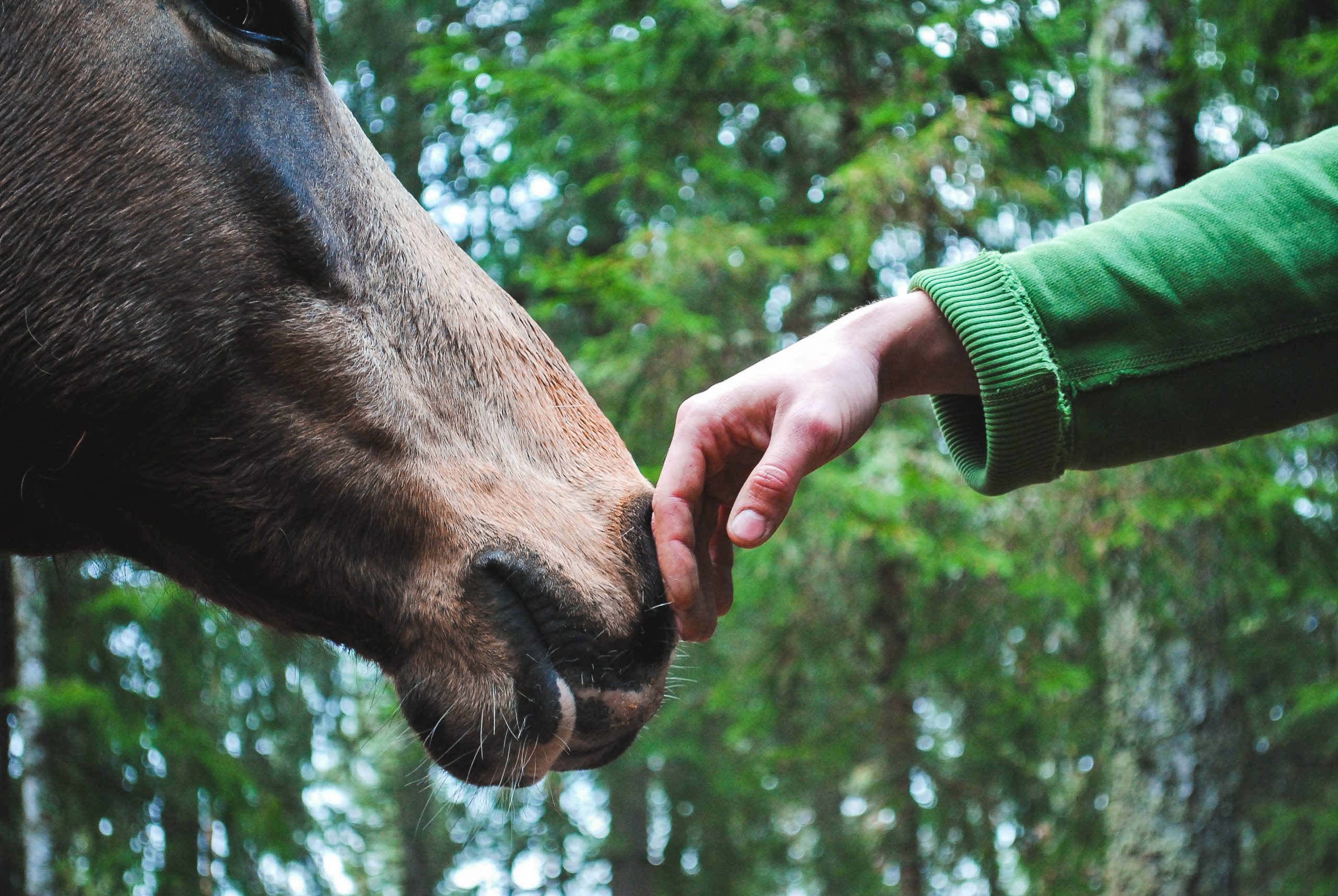 Paardencoaching