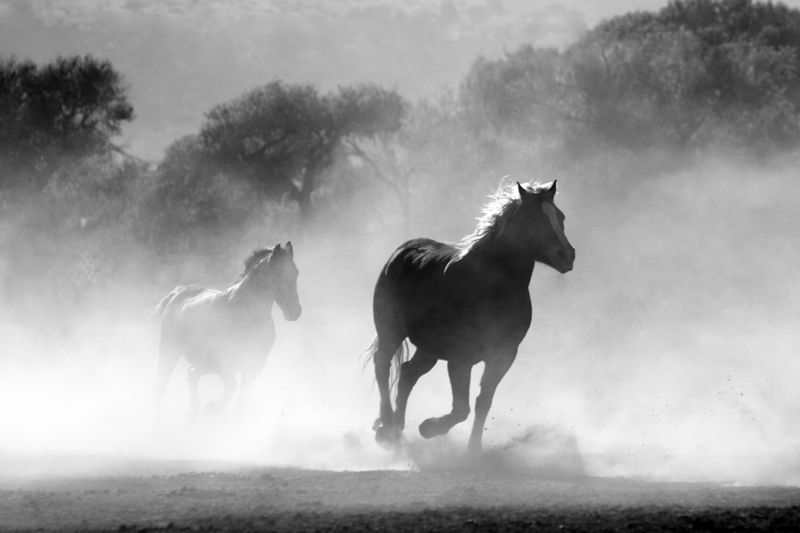 Paardencoaching