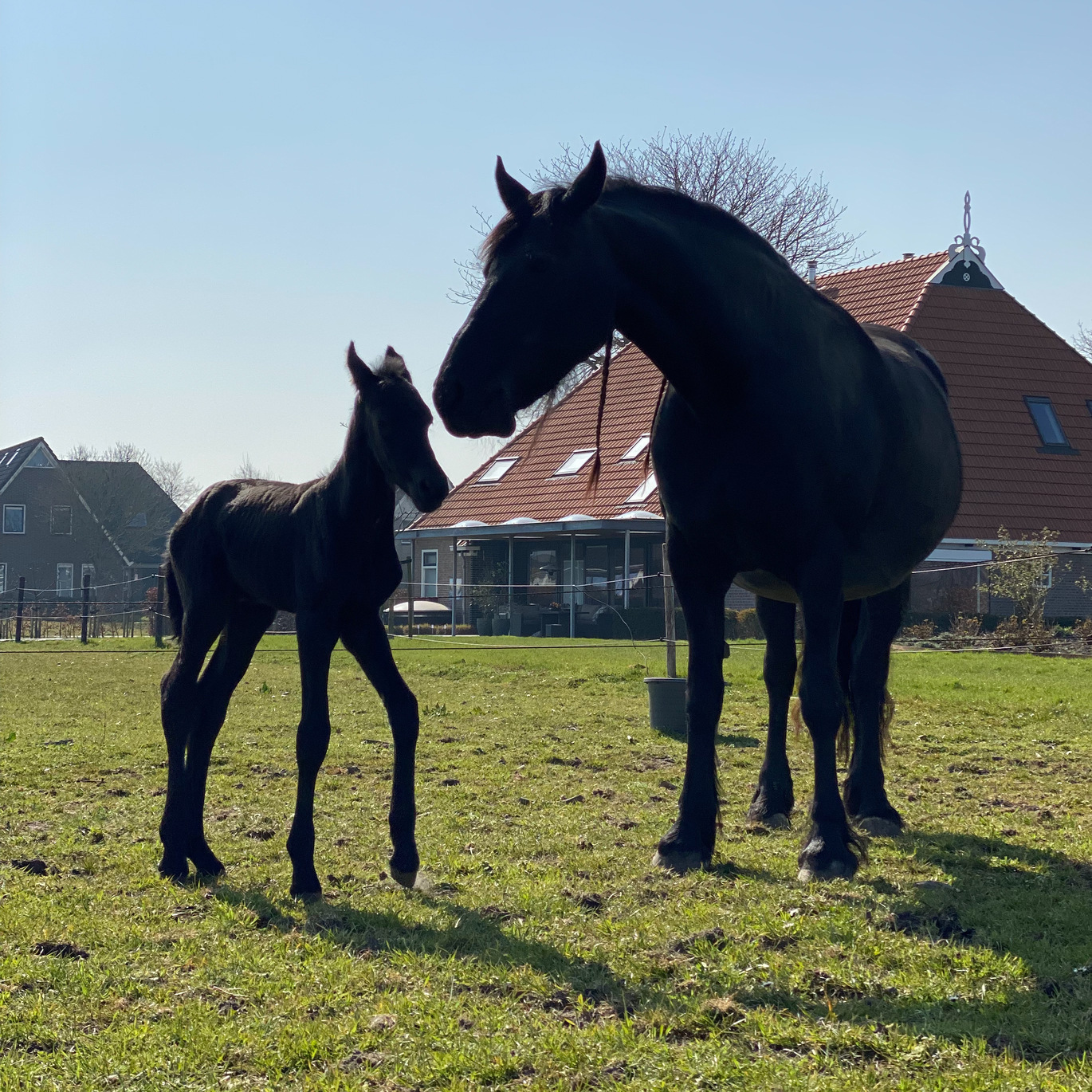 Paard en veulen van Besef Paardencoaching