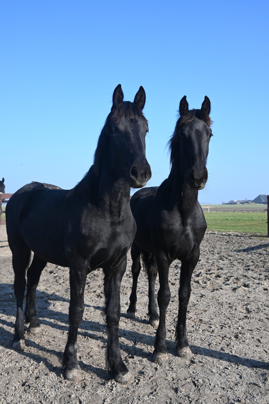 Paarden van Besef Paardencoaching