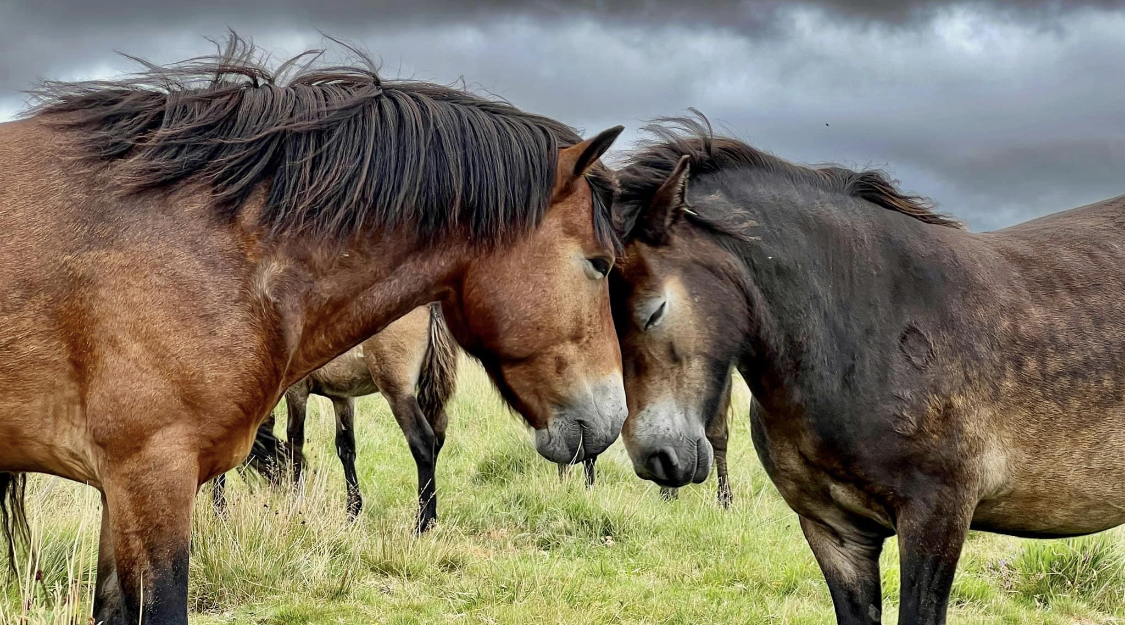 Paarden